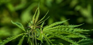Free Hemp Cannabis photo and picture