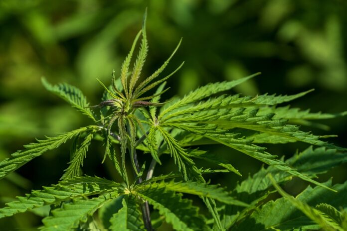 free-hemp-cannabis-photo-and-picture Free Hemp Cannabis photo and picture